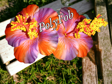 Load image into Gallery viewer, HIBISCUS DELIGHT HAIR SEI