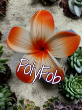 Load image into Gallery viewer, PUA ESSENCE SEI & CLIP