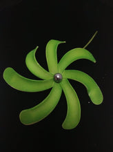 Load image into Gallery viewer, TROPICAL TIARE WITH BLACK PEARL SEI