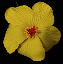 Load image into Gallery viewer, HIBISCUS SPARK SEI