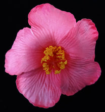 Load image into Gallery viewer, HIBISCUS SPARK HAIR CLIP