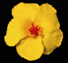 Load image into Gallery viewer, HIBISCUS SPARK HAIR CLIP