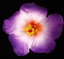 Load image into Gallery viewer, HIBISCUS SPARK SEI