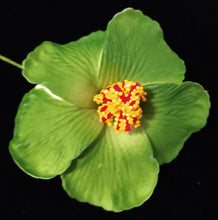 Load image into Gallery viewer, HIBISCUS SPARK SEI