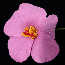 Load image into Gallery viewer, HIBISCUS SPARK SEI