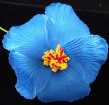 Load image into Gallery viewer, HIBISCUS SPARK SEI