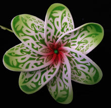 Load image into Gallery viewer, TIARE BREEZE SEI