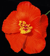 Load image into Gallery viewer, HIBISCUS SPARK SEI