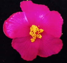 Load image into Gallery viewer, HIBISCUS SPARK SEI