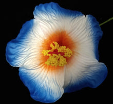 Load image into Gallery viewer, HIBISCUS SPARK SEI