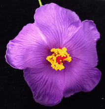 Load image into Gallery viewer, HIBISCUS SPARK SEI