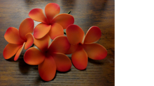 Load image into Gallery viewer, Pua Paradise Pick
