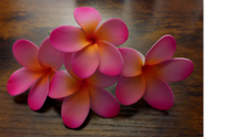 Load image into Gallery viewer, Pua Paradise Pick
