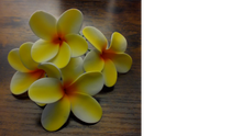 Load image into Gallery viewer, Pua Paradise Pick
