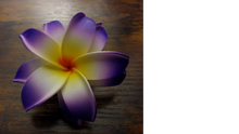 Load image into Gallery viewer, Tiare Dream Double Bloom Clip
