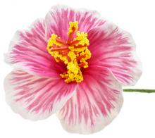 Load image into Gallery viewer, HIBISCUS GLOW FLOWER SEI
