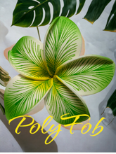 Load image into Gallery viewer, ISLAND PETALS SEI
