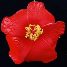 Load image into Gallery viewer, HIBISCUS SPARK HAIR CLIP
