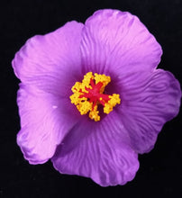 Load image into Gallery viewer, HIBISCUS SPARK HAIR CLIP
